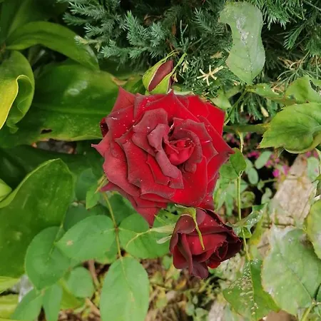 Quintinha Dos Reis *