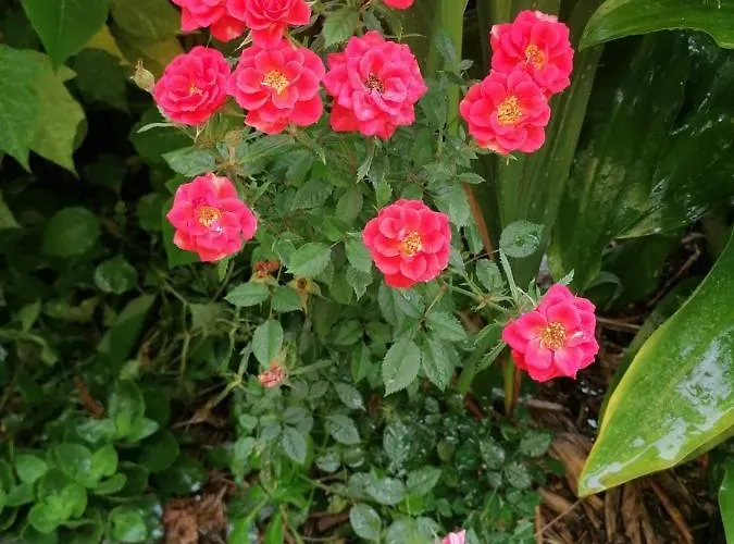 Quintinha Dos Reis