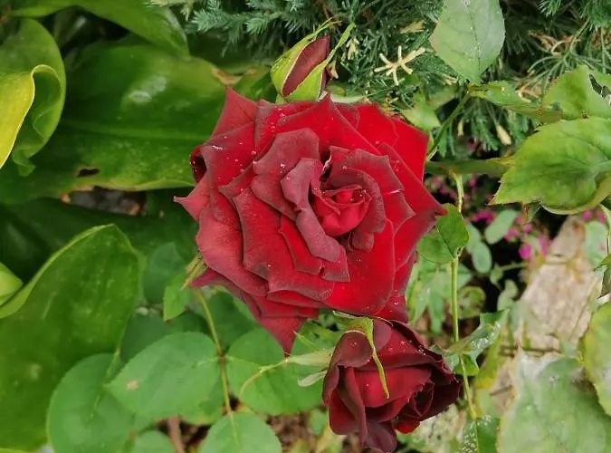 Quintinha Dos Reis *